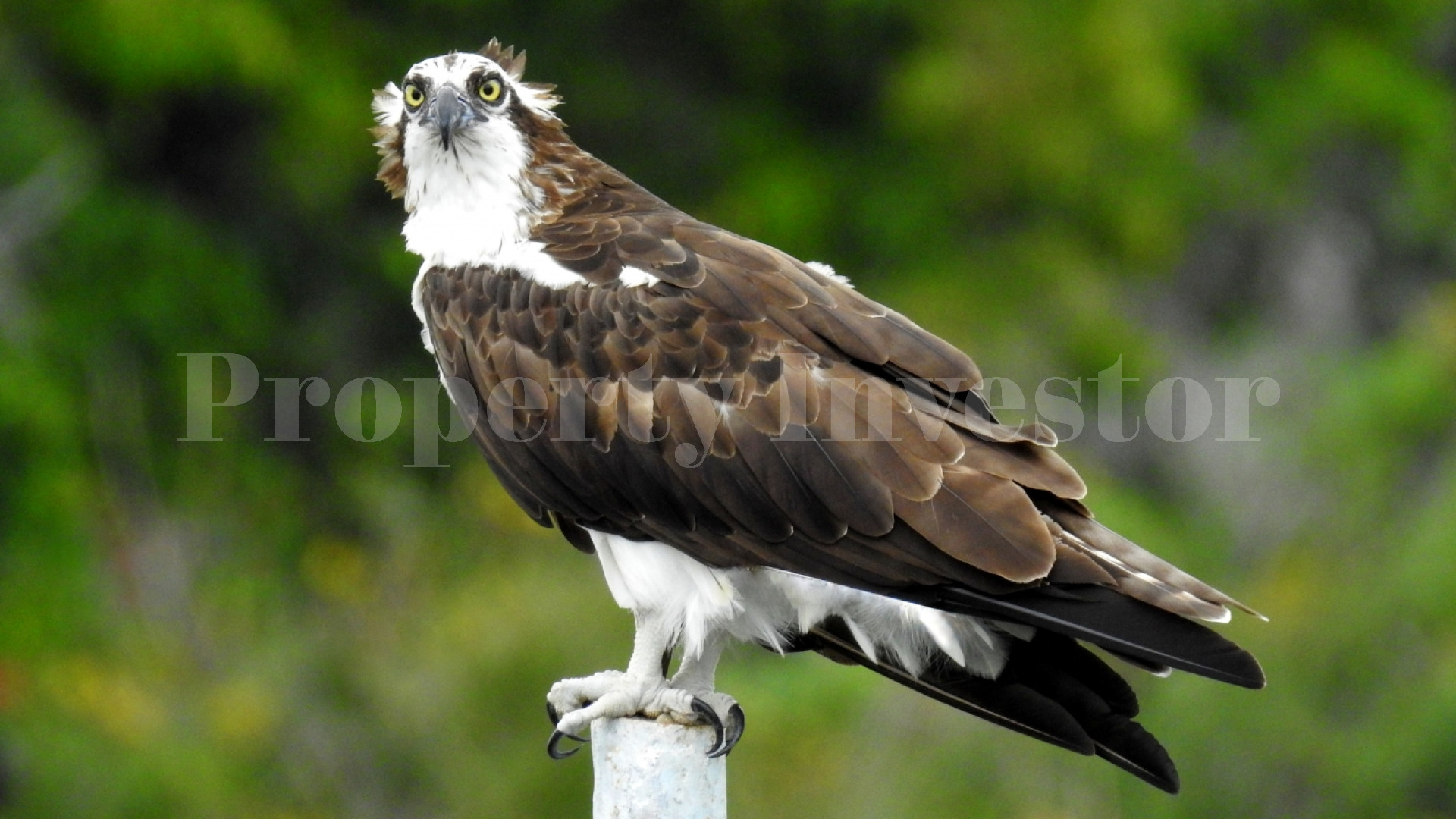 Zopango Orchids Island — Self-Sufficient 2 Acre Private Eco Island for Sale in Lake Cocibolca, Nicaragua