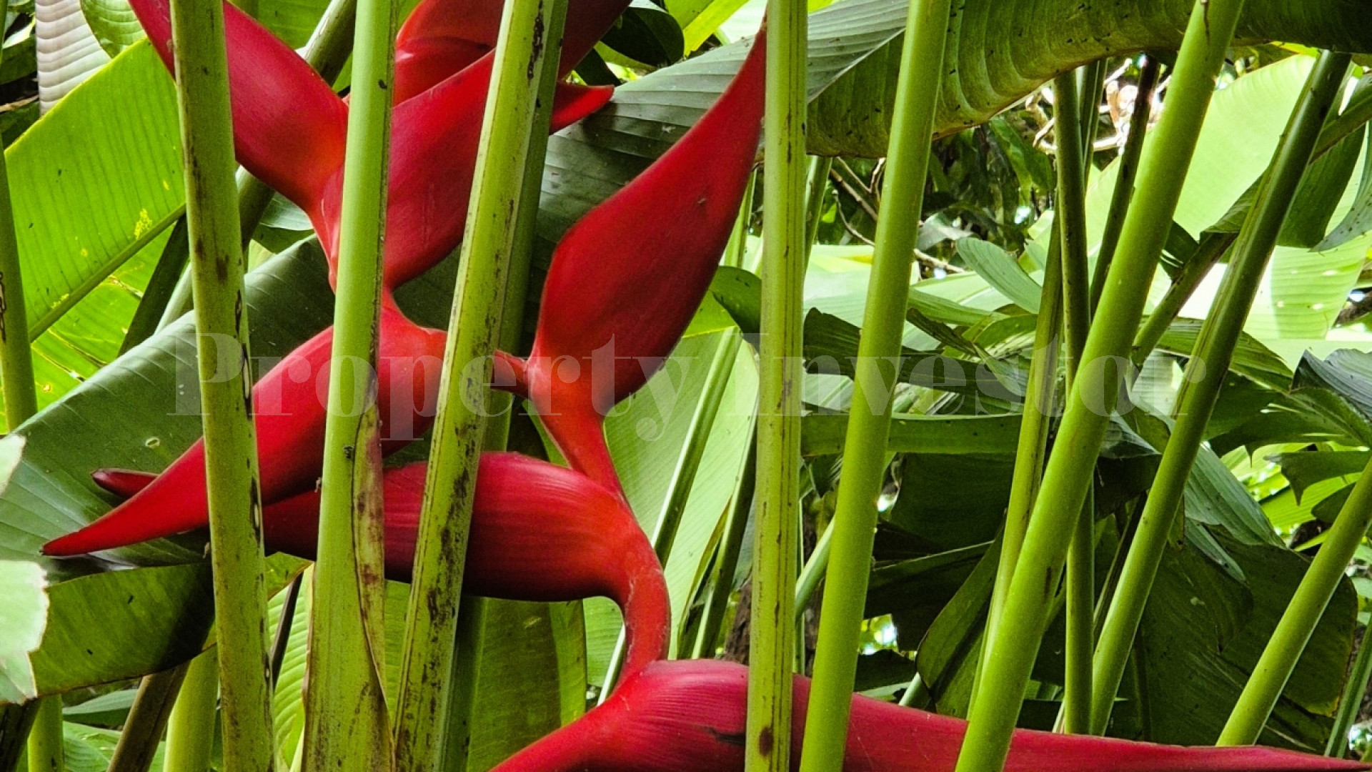 Zopango Orchids Island — Self-Sufficient 2 Acre Private Eco Island for Sale in Lake Cocibolca, Nicaragua