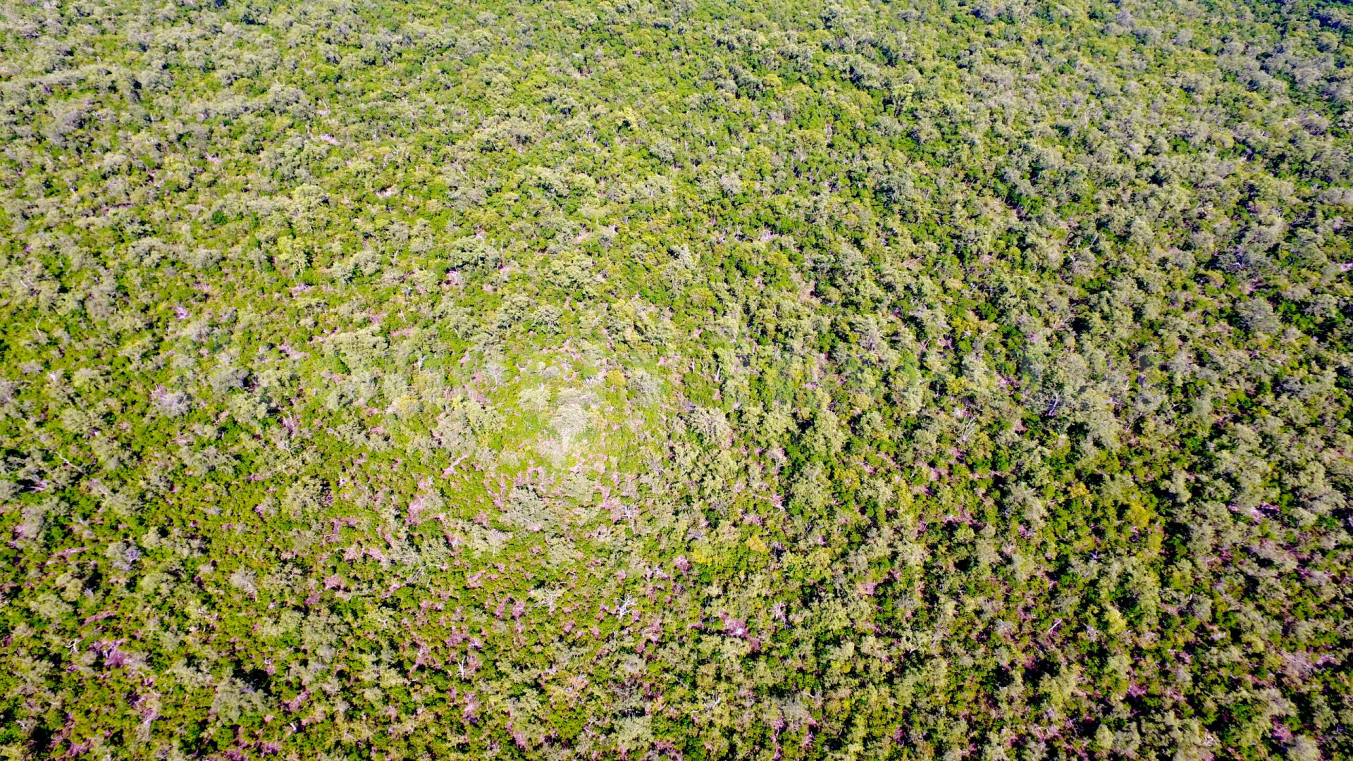 Middle Long Caye — 30-акровый девственный прибрежный участок на острове в продаже недалеко от города Белиз