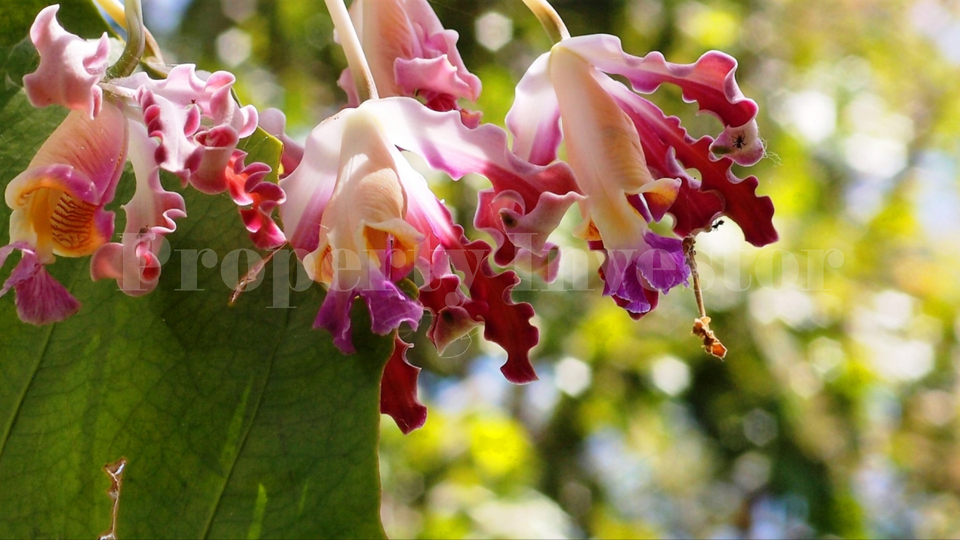 Zopango Orchids Island — Self-Sufficient 2 Acre Private Eco Island for Sale in Lake Cocibolca, Nicaragua